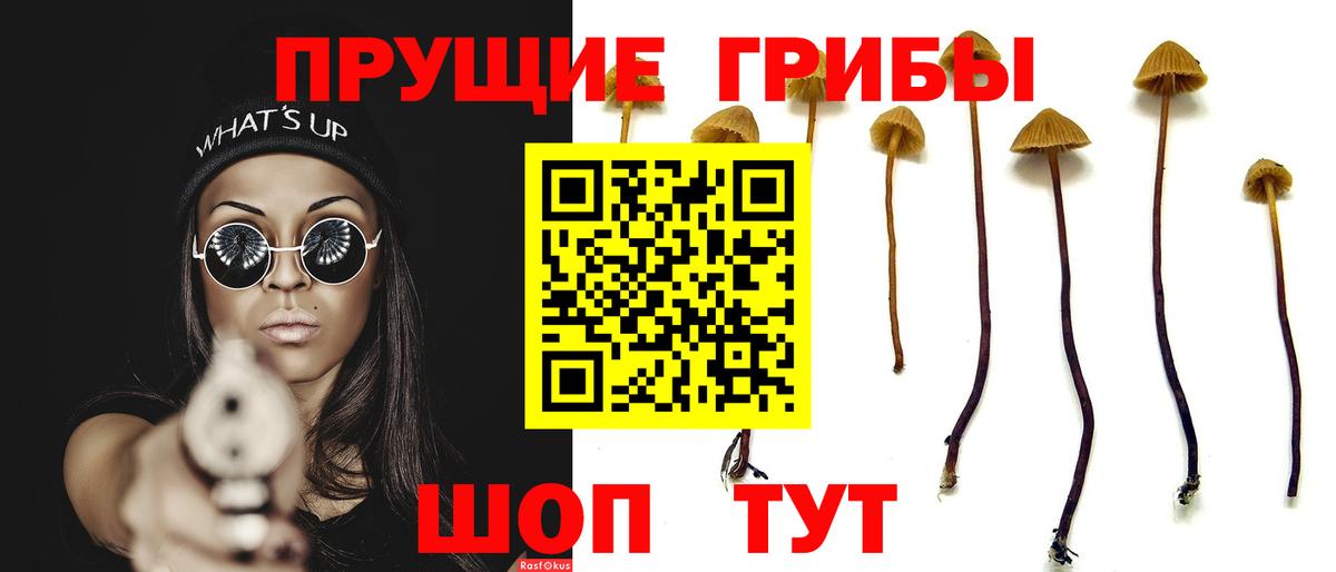 Королёв  Галлюциногенные грибы Psilocybe  Вход с VPN 